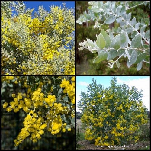 Queensland Silver Wattle 1 Plants Acacia podalyriifolia QLD